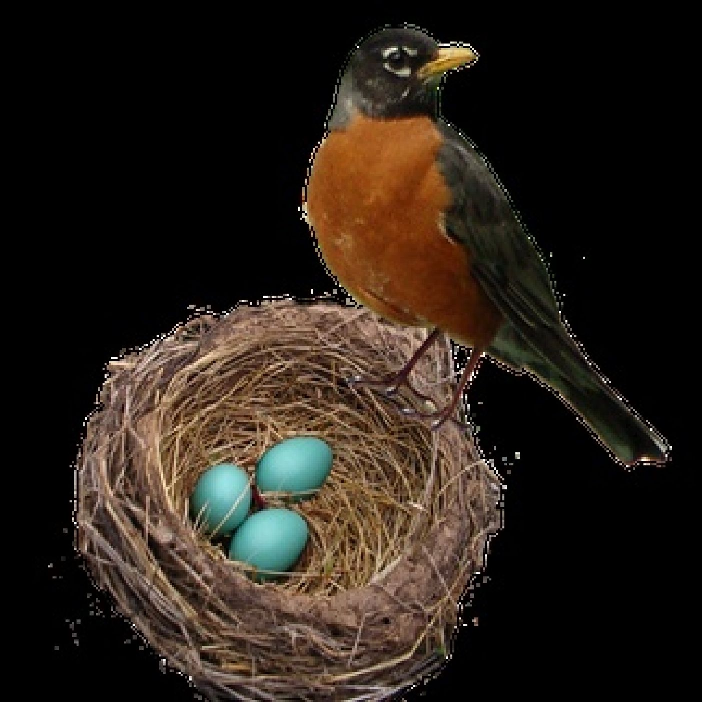 "Eggs"-istential development-The Immense Importance of Shiluach HaKen-with HaRav HaMekubal Nosson Nata Glick