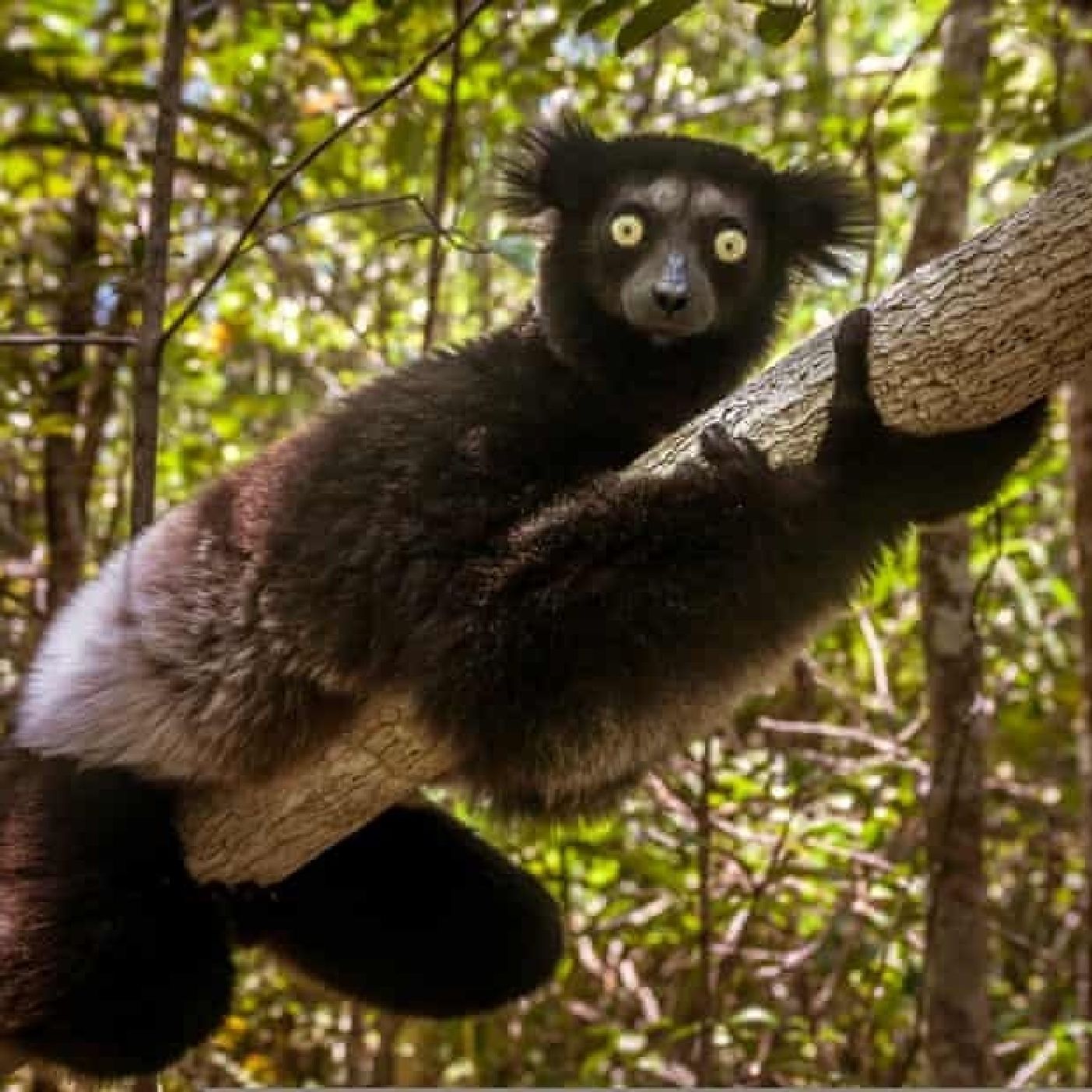 The Alshich on the Parsha-Shoftim-Governments-Bloodshed-Just Wars-With Rav Kalman Worch